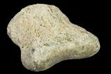 Ceratopsian Dinosaur Phalange - Alberta (Disposition #-) #134457-3